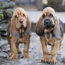 Farlap Candle (liver) and Farlap Cautious at 9 weeks